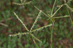 Bermudagrass